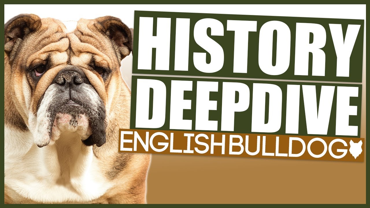 The history of The Bulldog