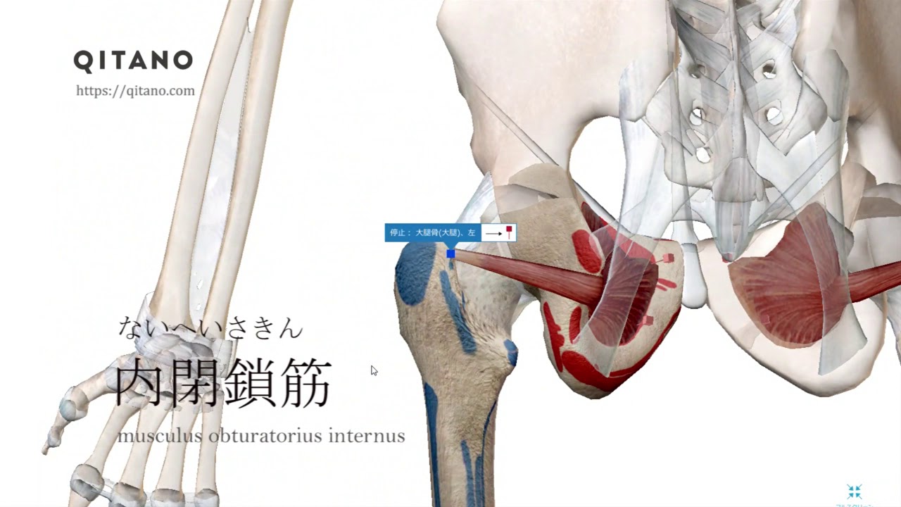 内閉鎖筋の解剖学図 Musculus Obturatorius Internus 筋肉辞典 Youtube
