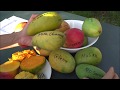 Обзор сортов Манго/Mango Varieties Overview