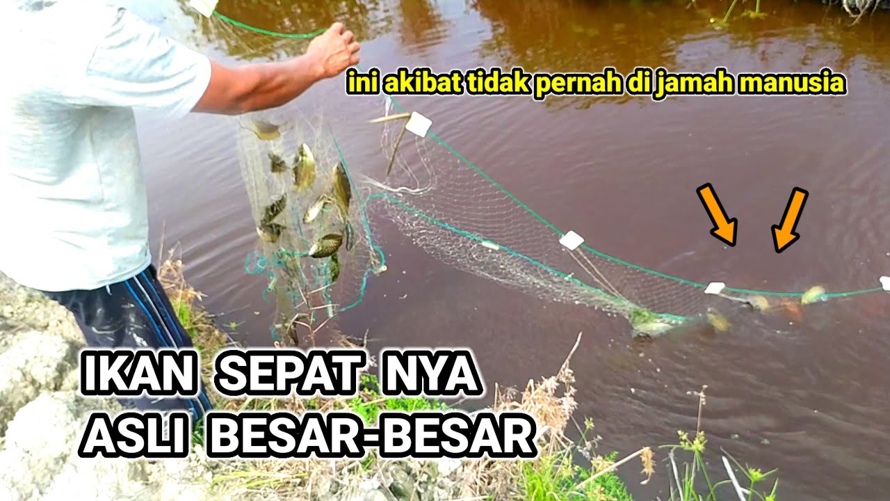 Lihat jaring ikan 2 inchi penuh ikan sepat siam
