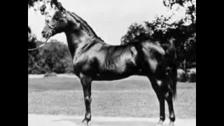 The Great Morgan Stallions 4