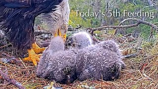 #187🦅NE32🐥19° & NE33🐥17°／NEFL 2025-2026／Gabby💗Beau／by American Eagle Foundation