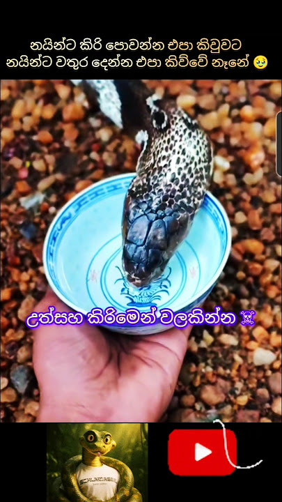 එයාලත් අහිංසකයි 🐍💗🥺 #snake #snakevideo #animals #snakes