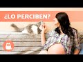 ¿Los GATOS presienten el EMBARAZO de su dueña? 🤰🏻🐈 ¡Descúbrelo!