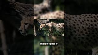 The Price of Perfection Cheetah's Vulnerabilities 😔