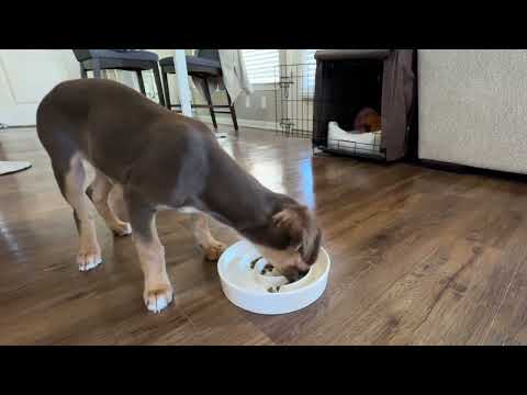 MOPANG Ceramic Slow Feeder Bowl Review | Puzzle Maze for Medium & Large Dogs