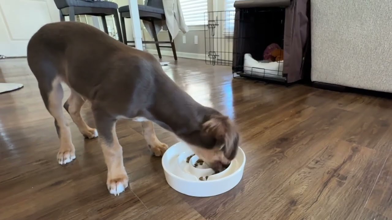 MOPANG Ceramic Slow Feeder Bowl Review | Puzzle Maze for Medium & Large Dogs