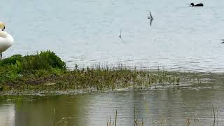 Sand Martins