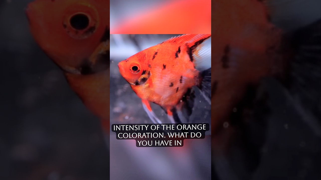 The most AMAZING angelfish you’ll EVER see!