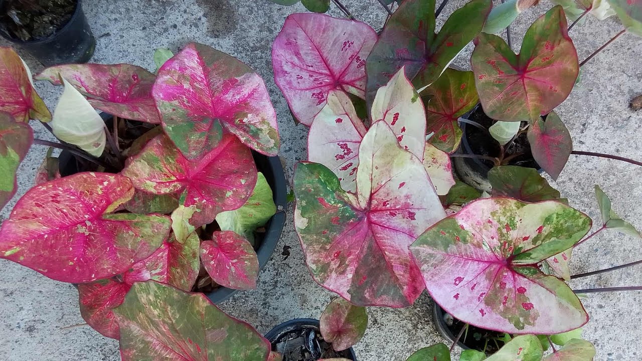 บอนสีงานหัว โทร 0864096617 มีปลายทางทั่วประเทศ 27 ก.พ. 69