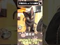 子猫のおしゃべり14連発！保護2ヶ月で驚きのもはや会話レベルに #黒猫なづき #保護猫 #子猫 #黒猫 #おしゃべりペット #ネコ
