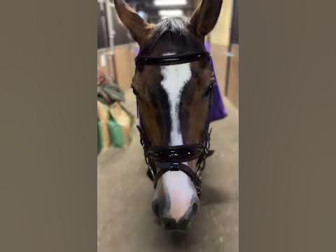 Выбор звёздных коней! @benatu.ru - премиальные корма для лошадей! Наш ...