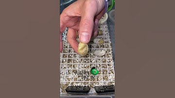 🐍Day 10 and not looking good🧪 #shorts #ballpython #snakebreeding #hognosesnake #snakebreeder #eptx