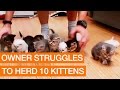 Owner struggles to herd 10 kittens