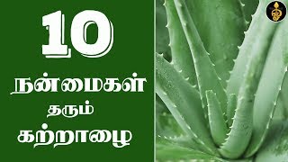 katralai benefits in Tamil | சோற்று கற்றாழை பயன்கள் | Katralai uses | Sotru katralai payangal screenshot 5