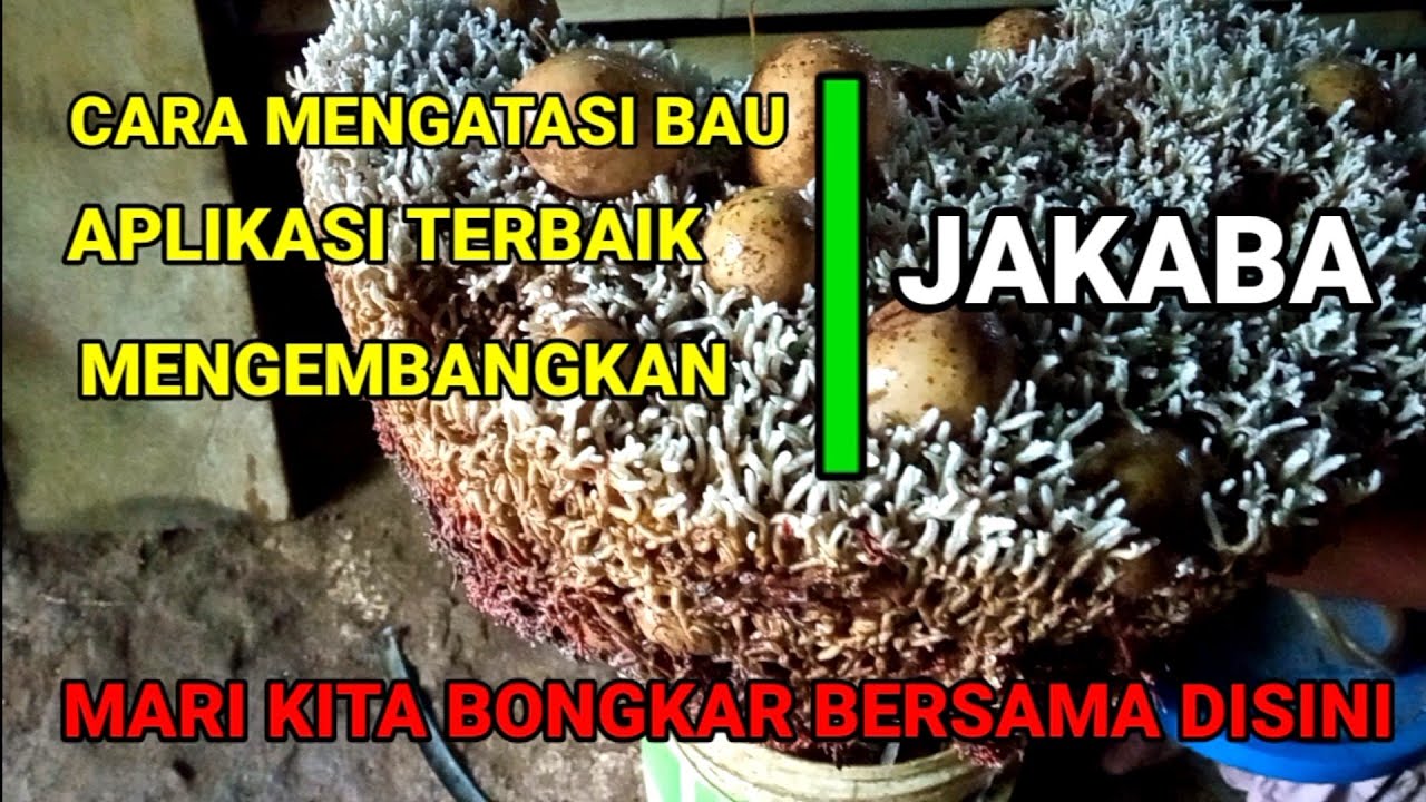 Боремся с запахом | Лучшие приложения и развитие Jakaba