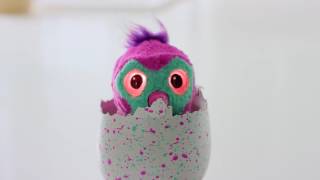 How To Play With Your Hatchimals Hatching Your Egg Hihoshop