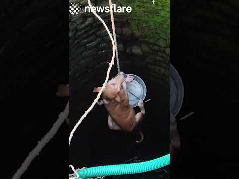 Dog Found Stranded In The Bottom Of a Well