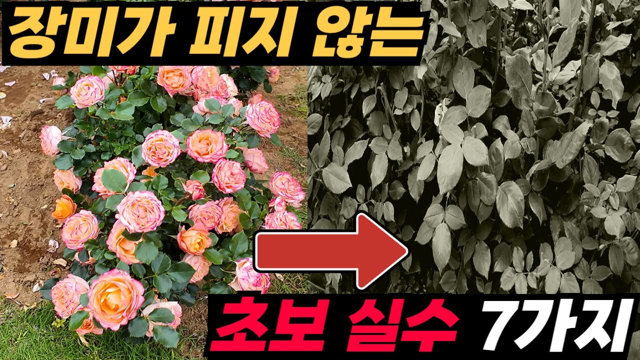 🚨당신의 장미가 피지 않는 이유, 초보자 공통 실수 7가지🌹