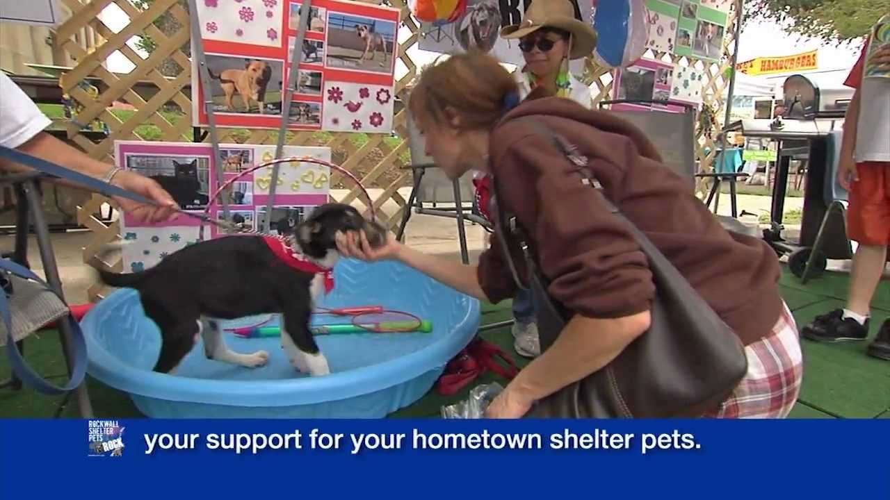 Pet Adoptions at Rockwall Founders Day Festival