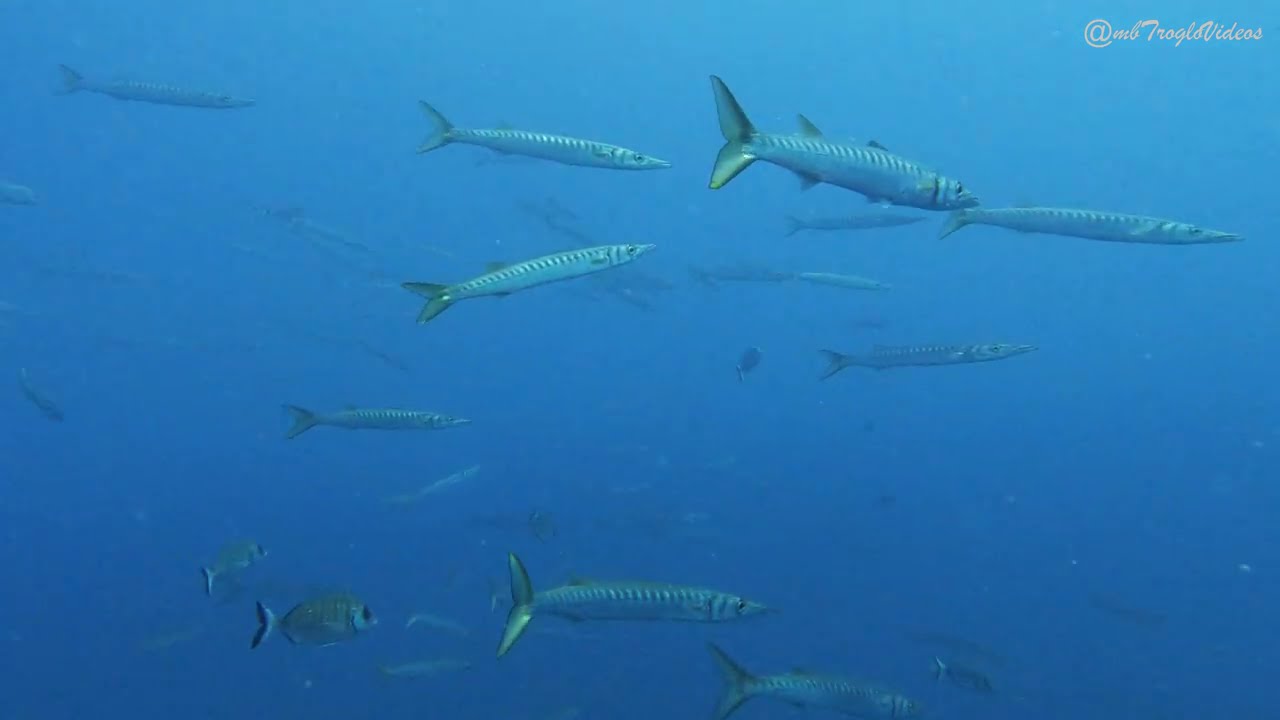 Immersione A.M.P. Bergeggi 10/08/2024 - Canalone