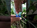 How to propagate air layer grafting using used mineral water bottles #craf #grafting #airlayering