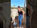 Let’s Get Fresh Milk from the Cows 🐄 | Pure Farm Life in Village #cow #farmlife #freshmilk  #shorts