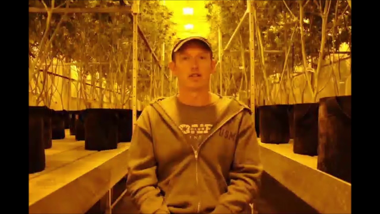 Aaron Flynn of Gold Seal on Aqutonix Trial & Procedure for Indoor Cannabis | Aqutonix Cannabis Trial