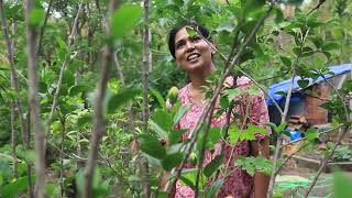 Living Close to Nature | Village Life, Harvesting &amp; Eco-Friendly Living