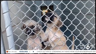 Nearly a year after resignation, Corpus Christi continues search for animal care director
