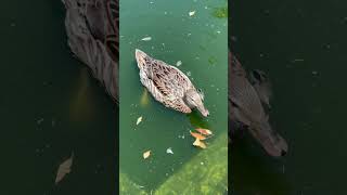 Petting Farm Ta Qali Malta