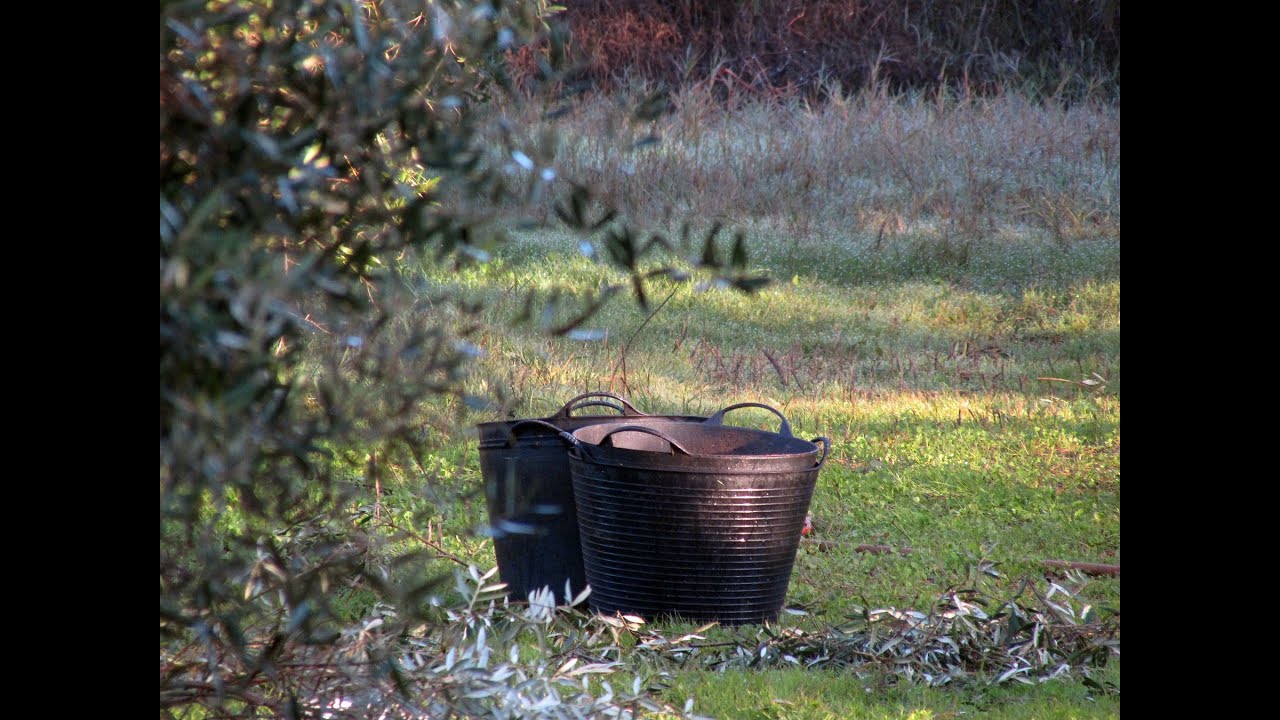 Recogida tradicional de la aceituna en La Puebla de los Infantes.