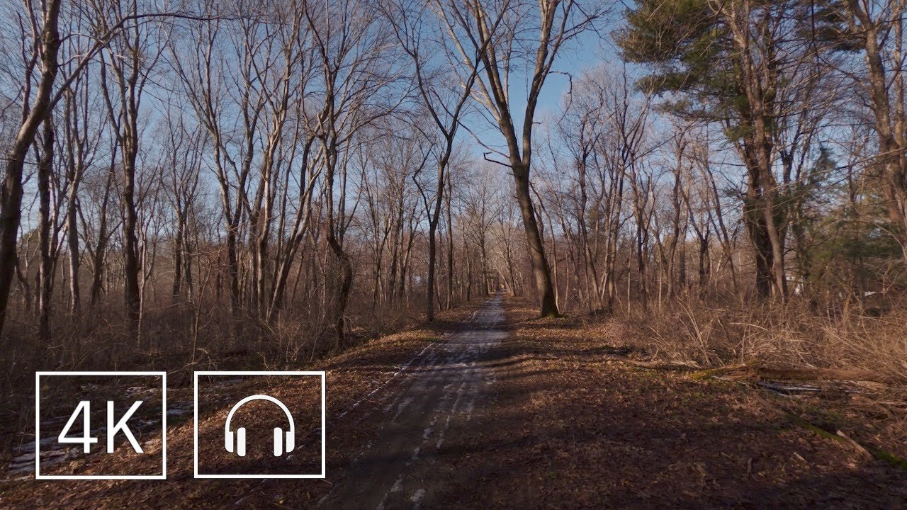 Walking in the Woods in Bedford, Massachusetts 4K