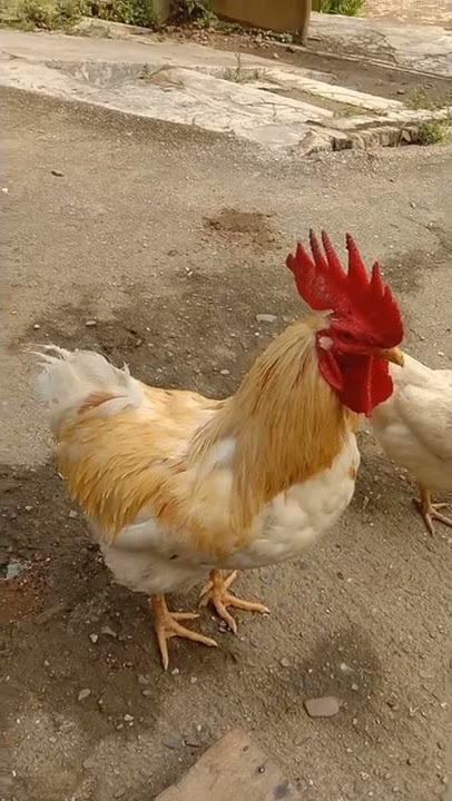 Perbedaan Cara Berkokok Ayam Kampung dan Ayam Broiler | Rooster Crows