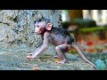A gentle and happy morning as newborns seek comfort while the mother monkey searches for food