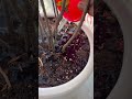 Day 4: Waiting for the first sprout🌱👀 #dailyupdates #bittergourd #seedlings #plants #