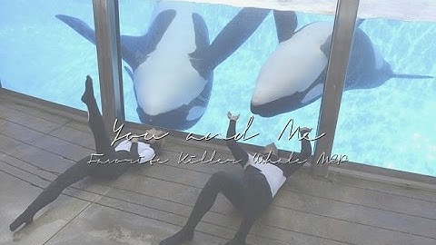 Ｙｏｕ Ａｎｄ Ｍｅ || Favorite Killer Whale MEP [COMPLETE]