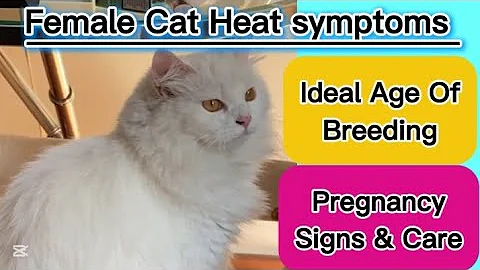 Video 7411921: female persian cat breeding, persian pregnant cat