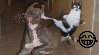 FUNNY CAT VİDEOS 😹 - CAT VİDEOS 2021 - THE MOST FUNNY VIDEOS OF August 😂 2#  #funnycat