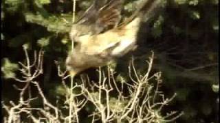 'Mist Netting and Bird Banding' directed,edited-Richard Bock