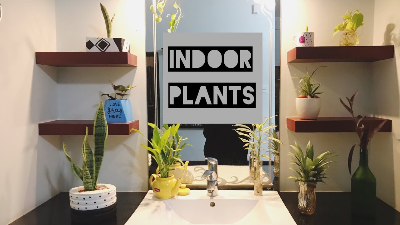 indoor plants / indoor plants in Malayalam by divine styles YouTube