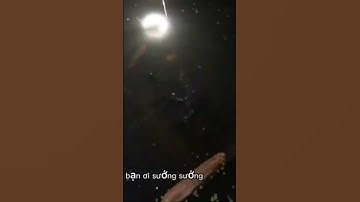 #shorts cắm câu cá lóc được con cá trê