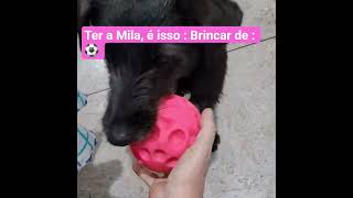 Mila,🐾feliz com seu brinquedo! #viralata #petsfofinhos #viralatas #cachorrosdivertidos #pets