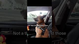 DRAMATIC DOGS #funny #dog #pets #funnydogs #memes
