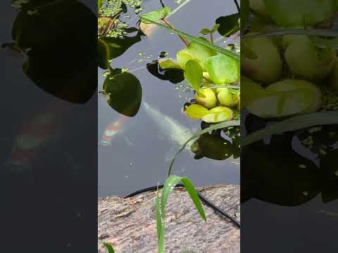 Check in on Butterfly Kois! (2026) #shorts #drockingfish