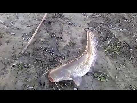 ,,ოქროს ლოქო 2107“- ღია ტურნირი თევზჭერის მოყვარულთათვის 04 10 17