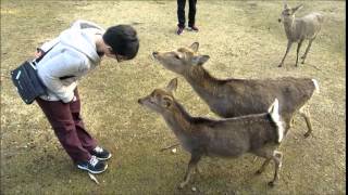 naras bowing deer