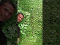 Wallpaper dinding taman Daun Rambat Sintetis #wallpaper