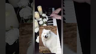 Samoyed Puppies 🐶🤍 Relaxing Piano Music for Sleep &amp; Study | Puppies &amp; Pianos