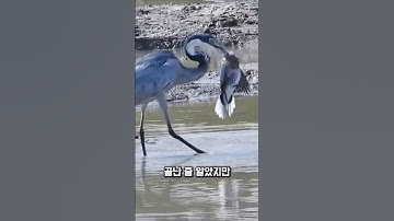 왜가리, 가장 잔인한 방법을 택했습니다